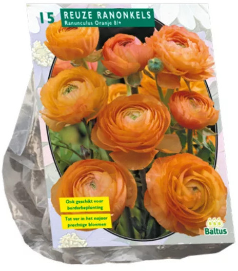 Луковичные цветы «Ранункулюс (лютик) Oranje»