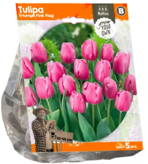 Луковичные цветы «Тюльпан Triumph Pink Flag»