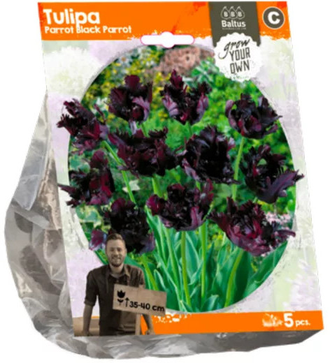 Луковичные цветы «Тюльпан Parrot Black Parrot»