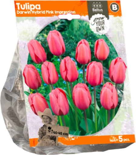 Луковичные цветы «Тюльпан Darwin Hybrid Pink Impression»