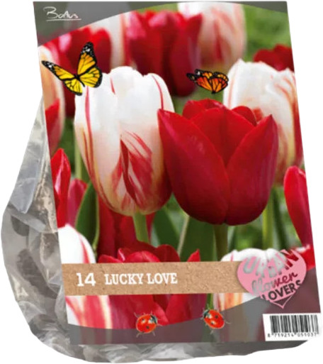 Луковичные Цветы «Тюльпан Urban Flowers. Lucky Love»