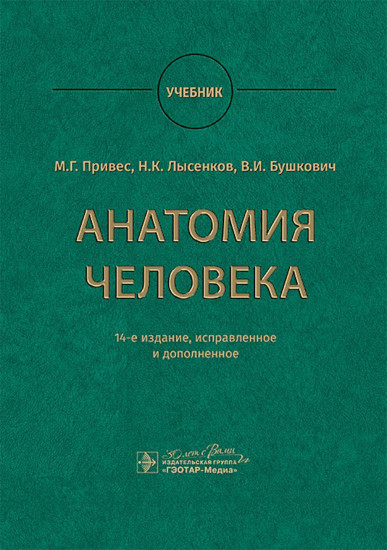 Анатомия человека