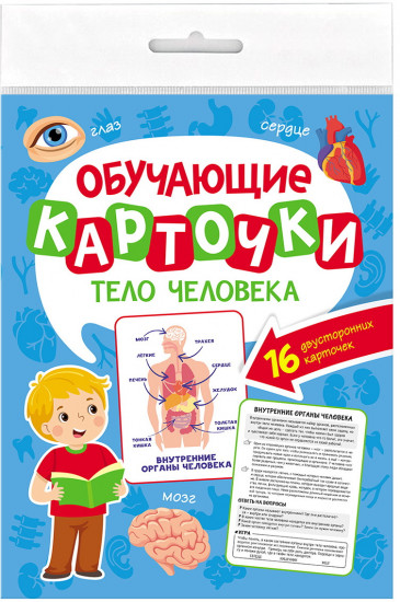 Обучающие карточки. Тело человека