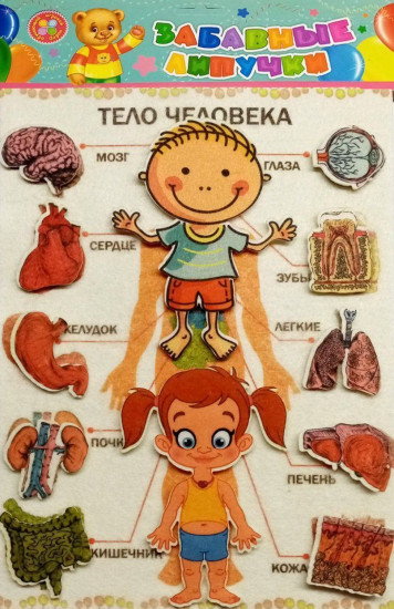 Игра развивающая «Тело человека»
