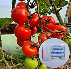 Коллекционные семена томата «Инзель перле»