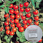 Коллекционные семена томата «Восторг садовода»