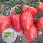 Коллекционные семена томата «Дон Жуан»