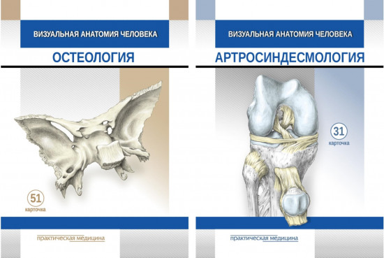 Визуальная анатомия человека. Остеология. Артросиндесмология. Комплект из 2 наборов карточек