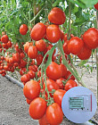 Семена гибридного томата «Бенито F1»