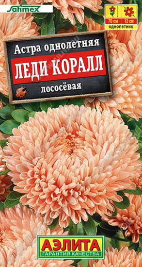 Астра лососевая «Леди Коралл»