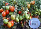 Коллекционные семена томата «Кечкемети»