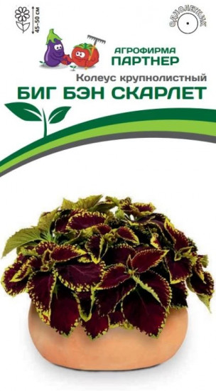 Колеус шлемниковидный «Биг Бэн Скарлет»