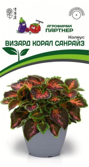 Колеус шлемниковидный «Визард Корал Санрайз»