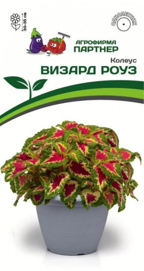 Колеус шлемниковидный «Визард Роуз»