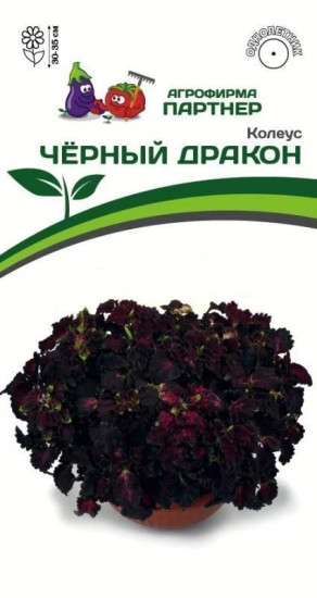 Колеус шлемниковидный «Чёрный Дракон»