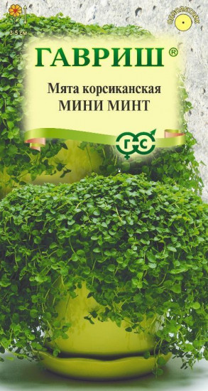 Мята корсиканская «Мини минт»