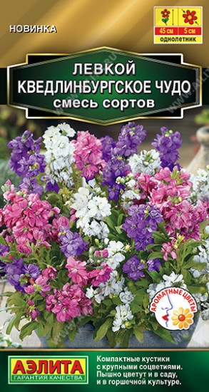 Левкой, смесь сортов «Кведлинбургское чудо»