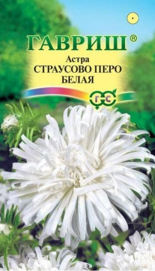 Астра «Страусово перо белая»