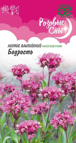 Лихнис альпийский «Бодрость»