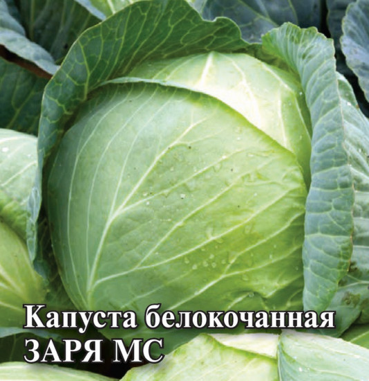 Капуста белокочанная «Заря МС»