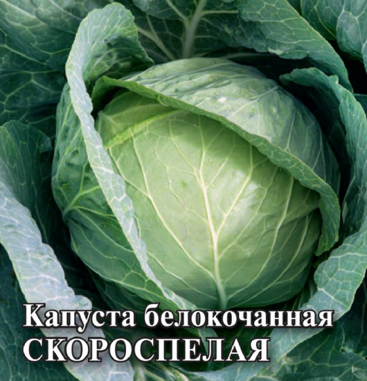 Капуста белокочанная «Скороспелая»