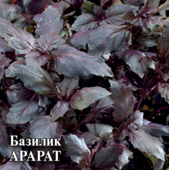 Базилик «Арарат»