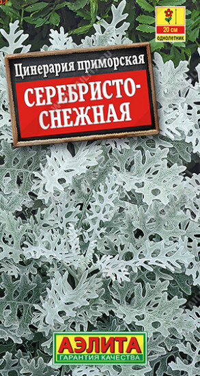 Цинерария «Серебристо-снежная»
