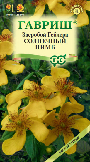 Зверобой Геблера «Солнечный нимб»