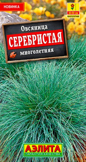 Овсяница «Серебристая»