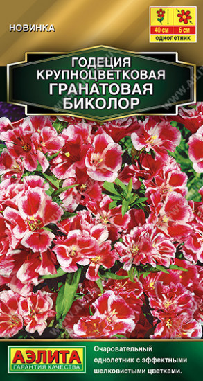 Годеция махровая «Гранатовая биколор»