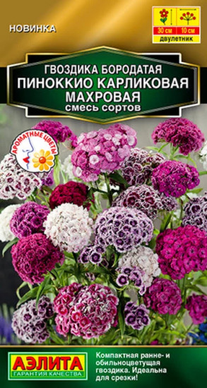 Гвоздика, смесь сортов «Пиноккио карликовая махровая»