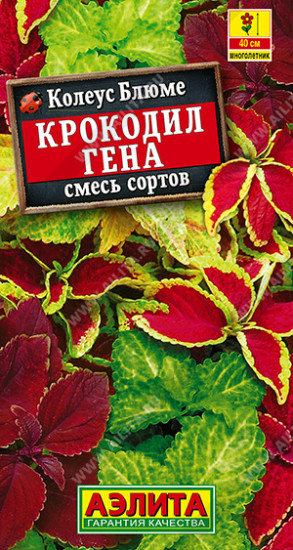 Колеус блюме, смесь сортов «Крокодил Гена»
