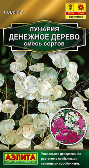 Лунария, смесь сортов «Денежное дерево»