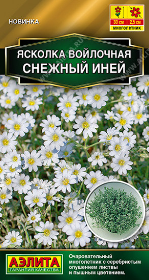 Ясколка «Снежный иней»