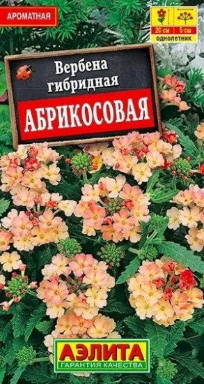 Вербена «Абрикосовая»