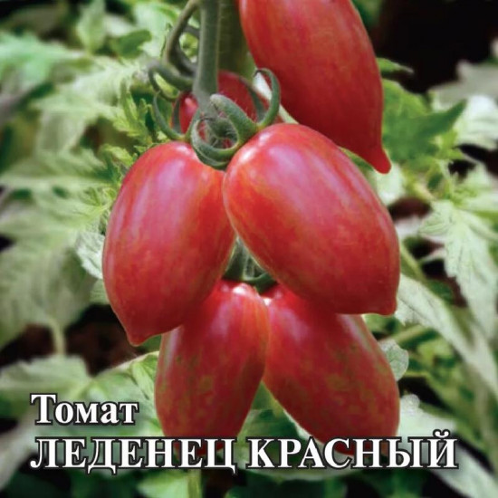 Томат «Леденец красный»