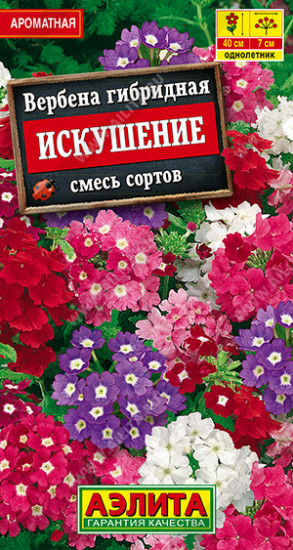 Вербена, смесь сортов «Искушение»