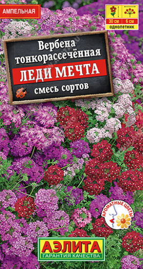 Вербена, смесь сортов «Леди мечта»