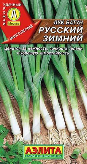Лук батун «Русский зимний»