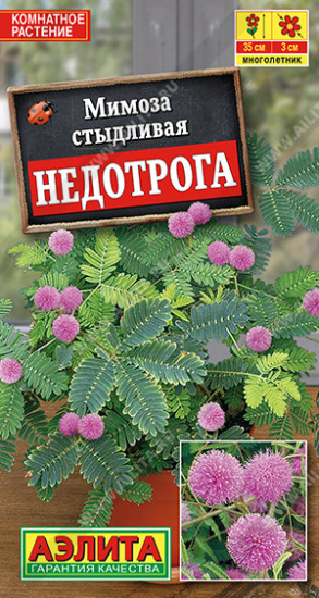 Мимоза «Недотрога»