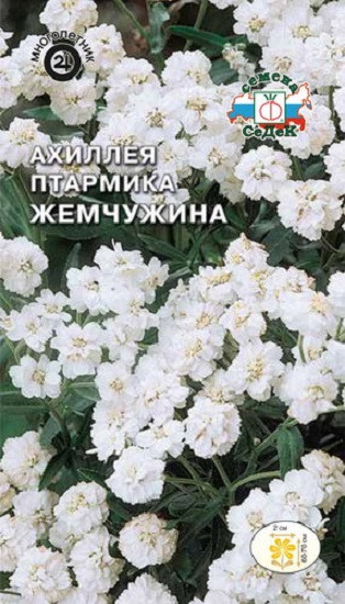 Ахиллея птармика «Жемчужина»