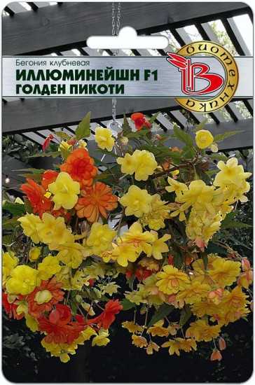 Бегония клубневая «Иллюминейшн F1 Голден Пикоти»