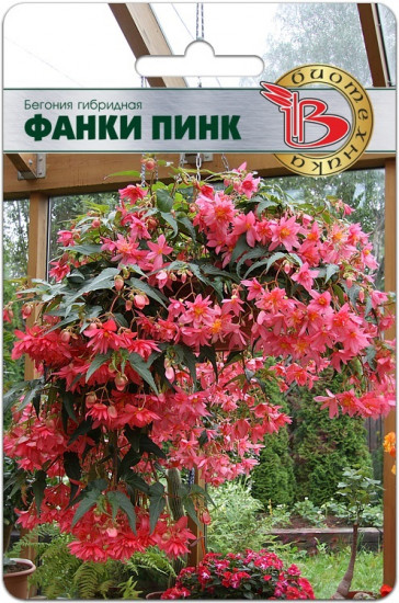 Бегония гибридная «Фанки Пинк»