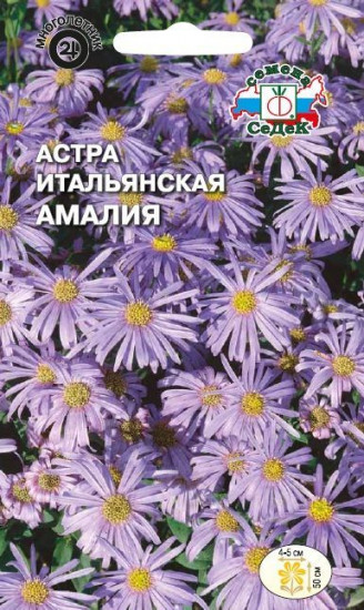 Семена астры «Итальянская Амалия»