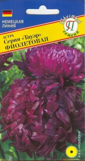 Семена астры «Фиолетовая»