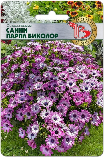 Семена цветов «Остеоспермум Санни Парпл Биколор»