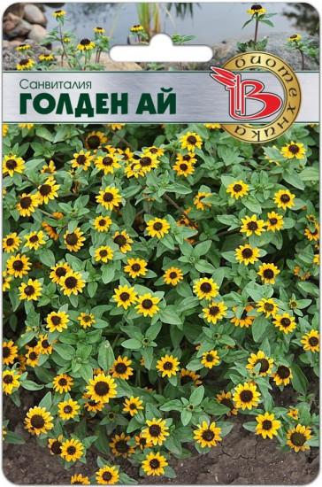 Семена цветов «Санвиталия Голден Ай»