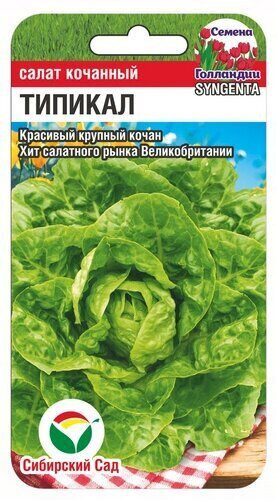Семена салата кочанного «Типикал»