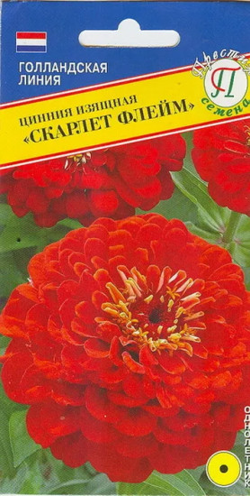 Семена циннии изящной «Скарлет Флейм»