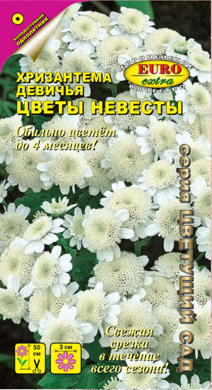 Семена хризантемы «Цветы невесты»